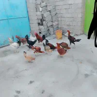 حیوانات معلی|حیوانات مزرعه|لاجان, |دیوار