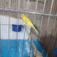 قناری جیبر و یکسر|پرنده|شیراز, فرودگاه شهید دستغیب شیراز|دیوار