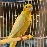 عروس هلندی