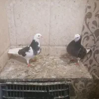 کبوتر