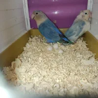 طوطی رنگ خاص|پرنده|پرند, فاز ۵|دیوار