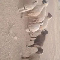 ۷میش و بره