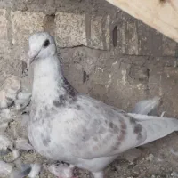 خیریه کشتنی