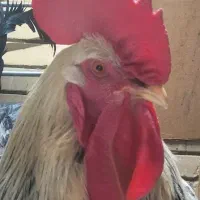 خروس برهما درشت