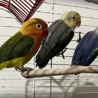 ۳ عدد طوطی برزیلی ۲ ماهه