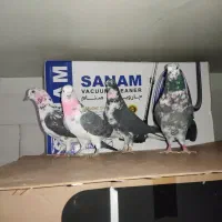 4تا نر تیرماهی|پرنده|قم, زند آباد|دیوار