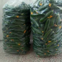 تعداددوکیسه خیارگلخانه تردخوشمزه مناسب خیار شور...