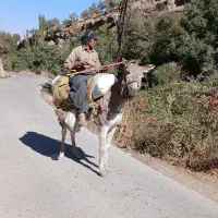 فروش الاغ(خر)