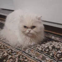 اسکاتیش ماده|گربه|خوی, |دیوار