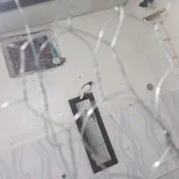 کفتر رنگی|پرنده|چناران, |دیوار