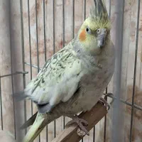 عروس هلندی ماده|پرنده|سراب, |دیوار