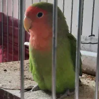 طوطی|پرنده|کرمان, |دیوار