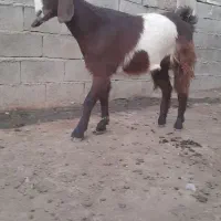 بزغاله ماده دورگه|حیوانات مزرعه|بیستون, |دیوار