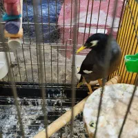 مرغ میناوجوجه عروس