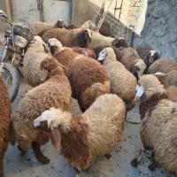 کاور نر وماده داشتی|حیوانات مزرعه|کلیائی, |دیوار