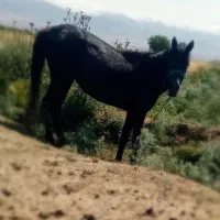 اسب مادیان مشکی