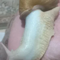 حلزون آرایشی|آرایشی، بهداشتی، درمانی|سنقر, |دیوار