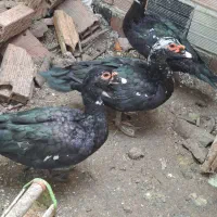 اردک‌ خارجی نر درشت مناسب کشتار