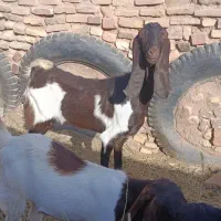 بز ‌گلابی ابستن