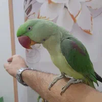 شاه طوطی جوجه نر خال قرمز زده (دستی،سخنگو)