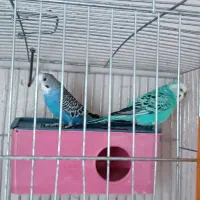 پرنده مرغ عشق