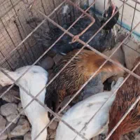 فروش نیمچه گلین و محلی اصیل|حیوانات مزرعه|شیراز, نصر|دیوار