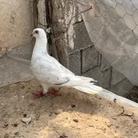 دوکت تاووسی ماده جوون جوون