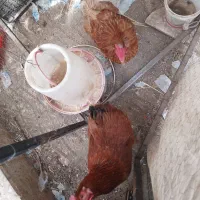 یک  مرغ تخم گذار سالم