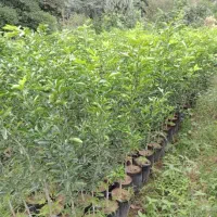 زمین،قلعه ربع