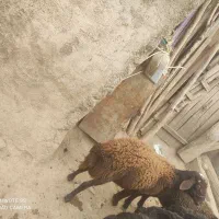 فروش یه عدد بره قوچ توخلو