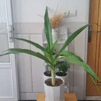 گل زیبا