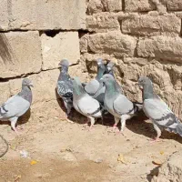 کفتر سبز و مگس شازده سبز|پرنده|زهک, |دیوار