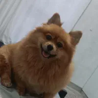 پامر خرسی ۲ ساله