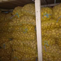 سیب‌زمینی بذری سانته مدل ۴۰۱|عمده‌فروشی|جیرفت, |دیوار