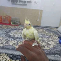 جوجه عروس کاشمر|پرنده|کاشمر, |دیوار