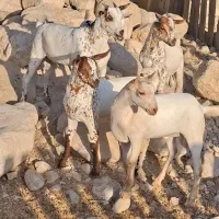عمانی|حیوانات مزرعه|مرودشت, بهارستان|دیوار