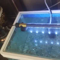 آکواریوم شیشه خم ماهی لجن خوار چراغ led|ماهی|تهران, هاشمی|دیوار