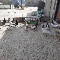 دسه کفتر رنگی|پرنده|ارژن, |دیوار