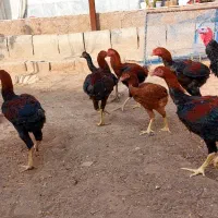 فروش جوجه خروس لاری|حیوانات مزرعه|کوهین, |دیوار