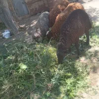 چهار بره برای فروش است