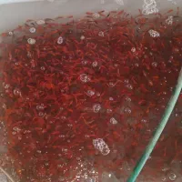 فروش ویژه ماهی قرمز شب عید