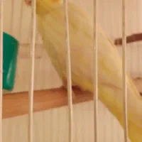 عروس هلندی ماده