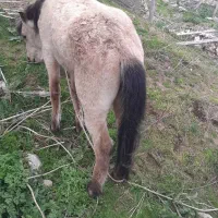 فروش کره اسب نریان