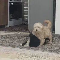 داگ نژاد اشپیتز تریر