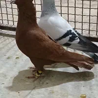 کفتر  دم سفید وبهبهانی دست اولی