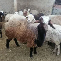 بره قوچ همو|حیوانات مزرعه|اسفراین, |دیوار