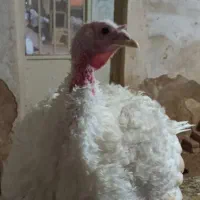 بوقلمون بیوتی ۶ وزن فوق سنگین|حیوانات مزرعه|شوط, |دیوار