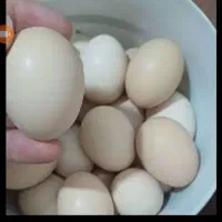 تخم مرغ برهما +عکس مولد ها (۱۰۰درصد نطفه دار)