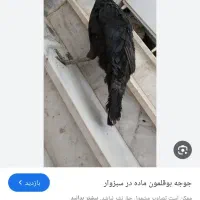 تعدادی بوقلمون|حیوانات مزرعه|گیان, |دیوار