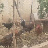 سه تا خروس دو تا مرغ